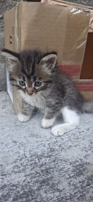 Котята ищут дом и