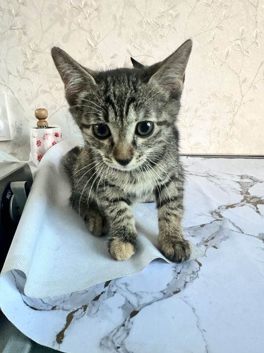 Котята в хорошие руки