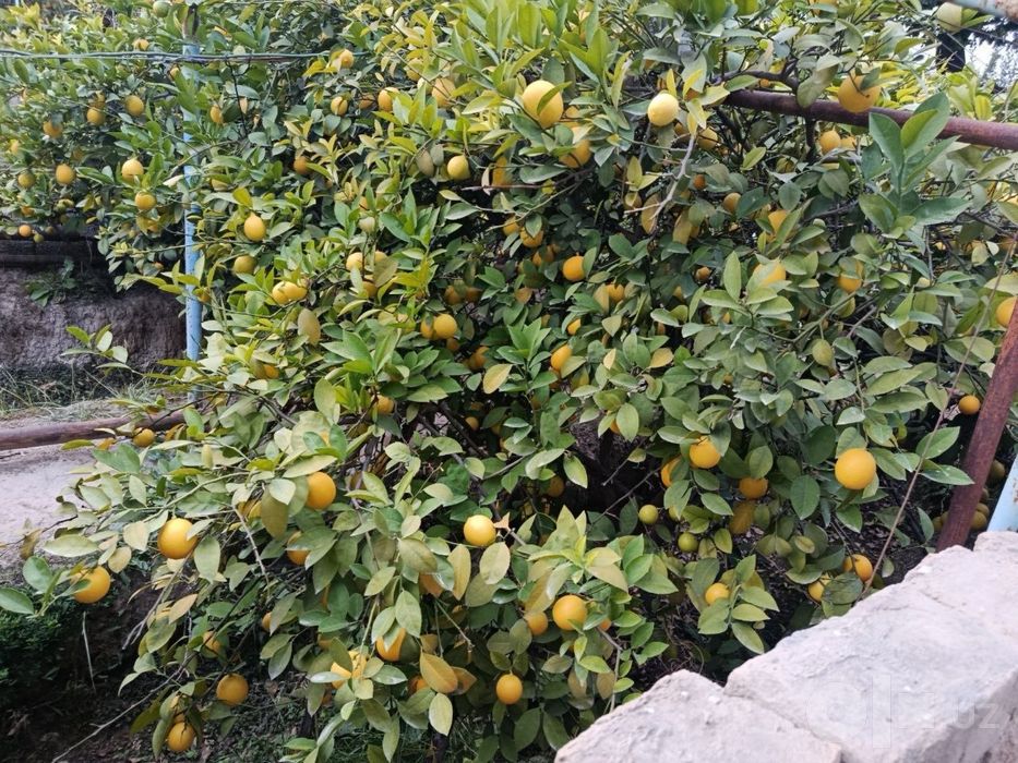 Limon mahsulaotlari