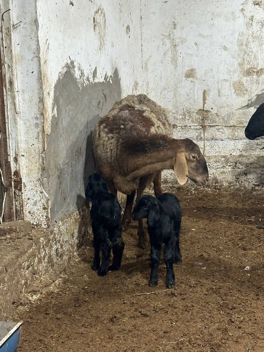 Ona bola egzak sotiladi