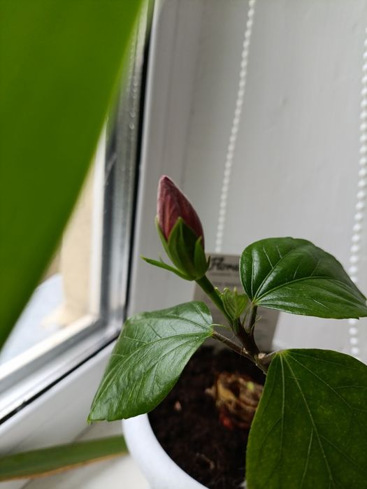 Цветы комнатные .