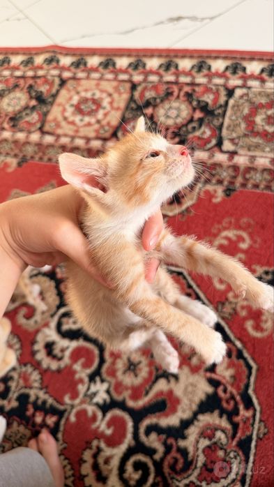 Отдам даром котят!