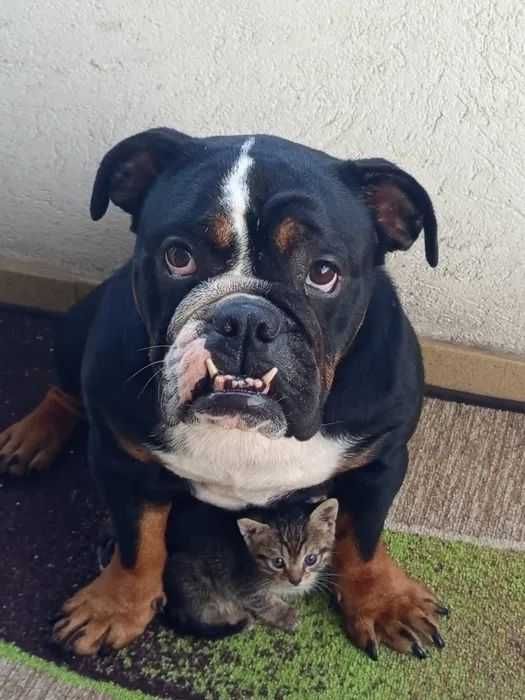 продавам породист женски английски булдог (трицветен - рядък цвят)