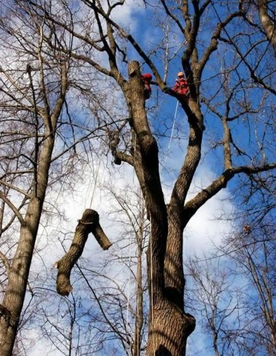 Спил, распил деревьев и дров.