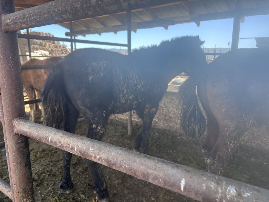 Сатылады құнан бордақы