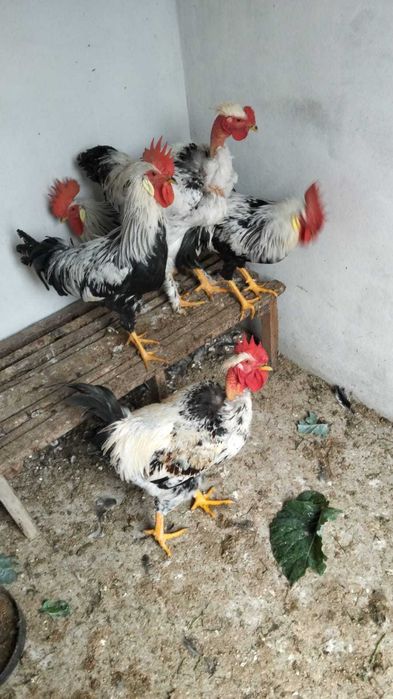Vand cocosi de rasa tineri