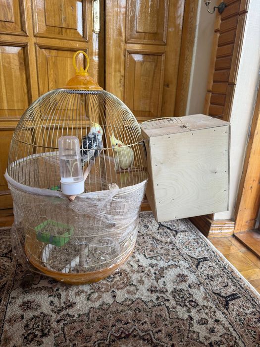 karella popugay sotiladi kletkasi bilan tayyor para