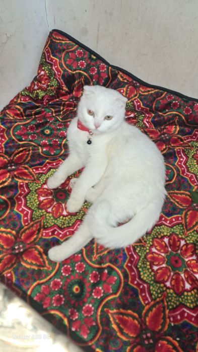 Mushuk soglom skot folt