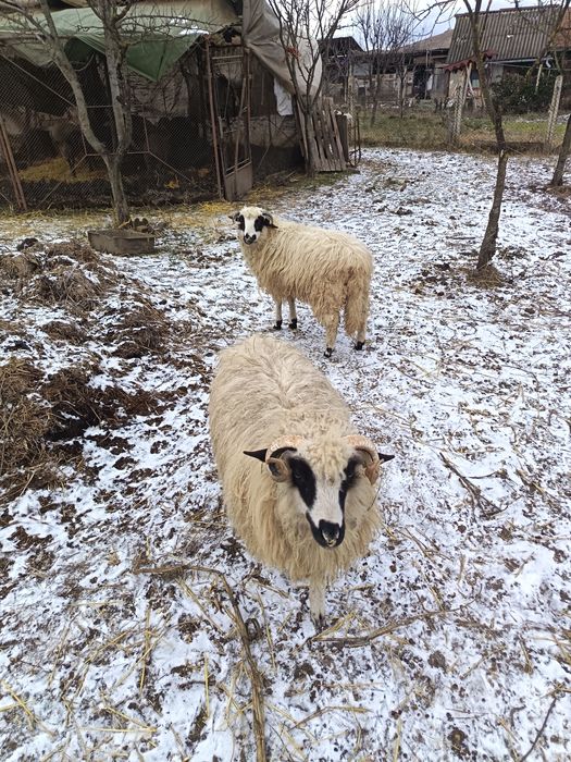 Vând 2 berbecuți