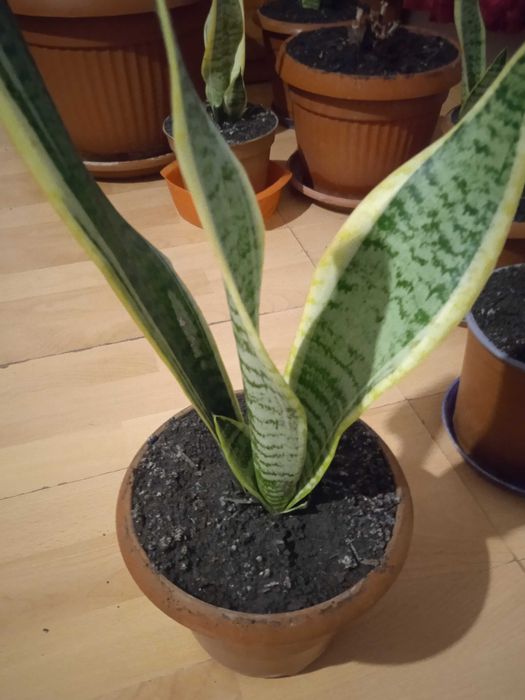 Сансевиера 2 броя