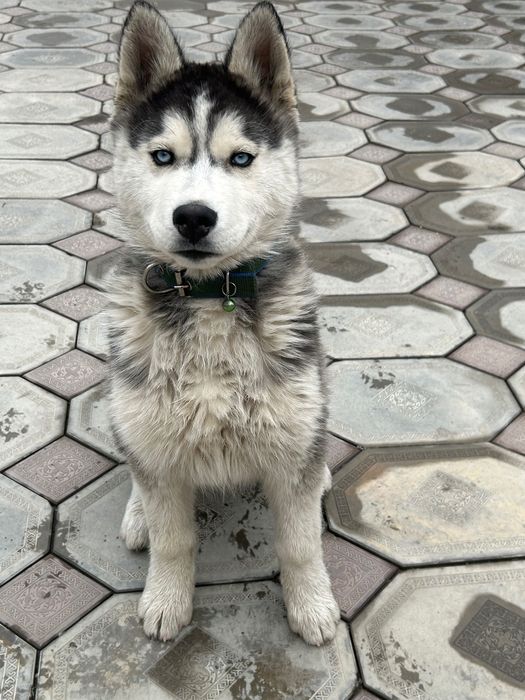 Хаски сибирская 5 месяцев мальчик