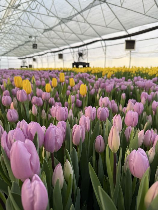 Луковицы тюльпанов