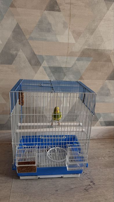 Попугай с клеткой