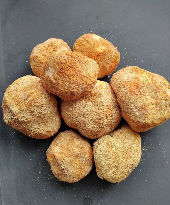 Ежовик гребенчатый. Топ качество.