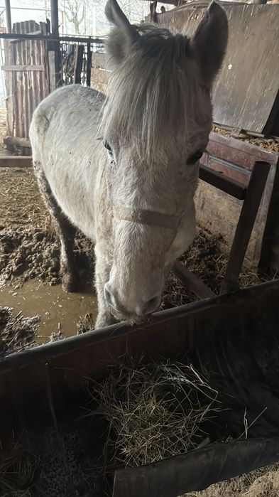 Тай ,бие сатылады