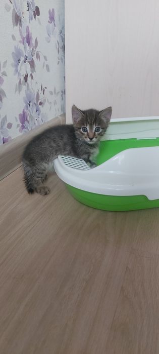 Котенок ищет дом,мальчик!