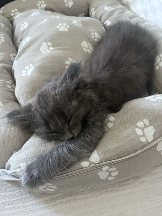 Отдам котенка в добрые руки