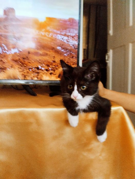 Биколорный котенок- девочка, стерилизованная  в ответственные руки