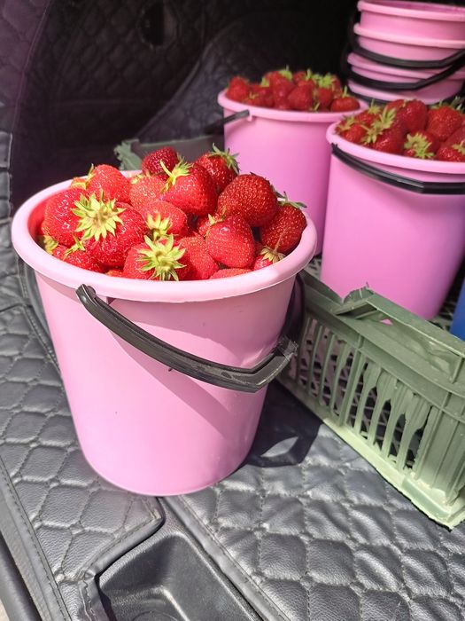 Продам местную клубнику 5л. - 9 тыс.