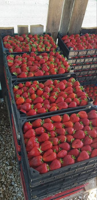 Разсад ягоди - алба , априка , клери