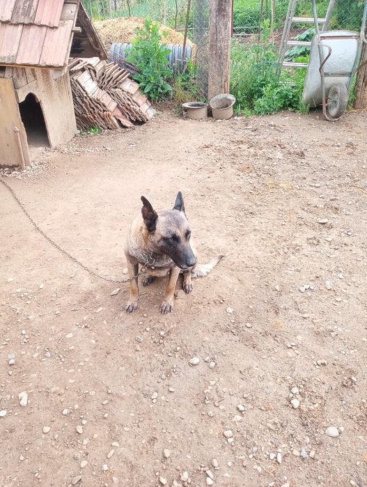 Donații cîine Ciobanesc belgian