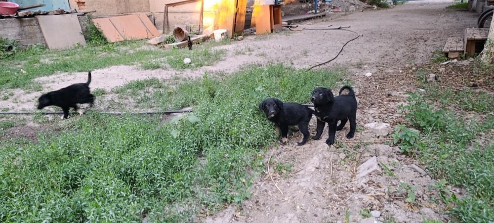 Отдам даром кутята 6 штук