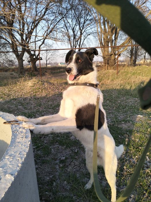 Идеальный семейный компаньон Панда!