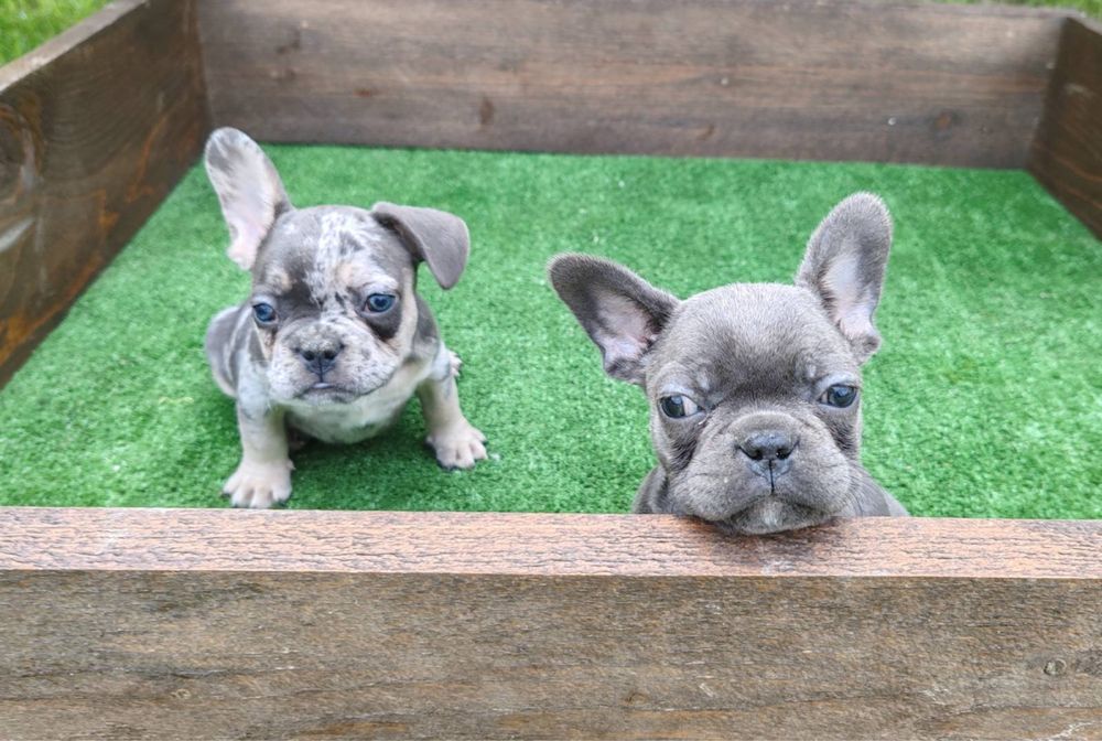 Френски булдог - мъжки