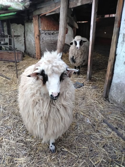Vand 2 femele. Rasa ochis pret negociabil + balot de fan de vanzare