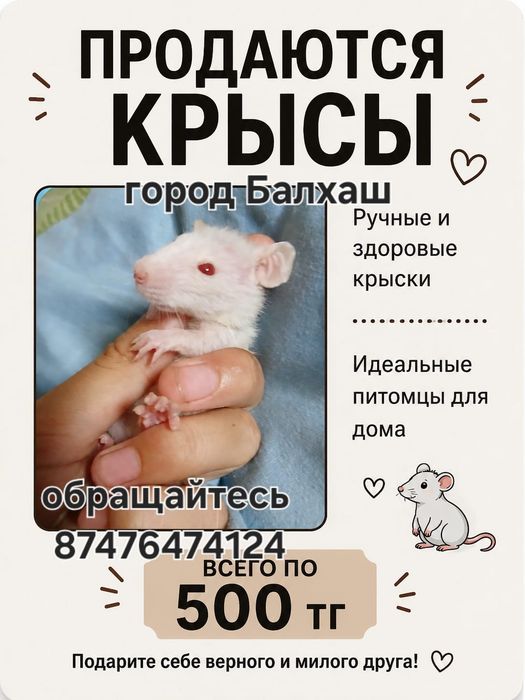 Продам недорого декоративных крысят.