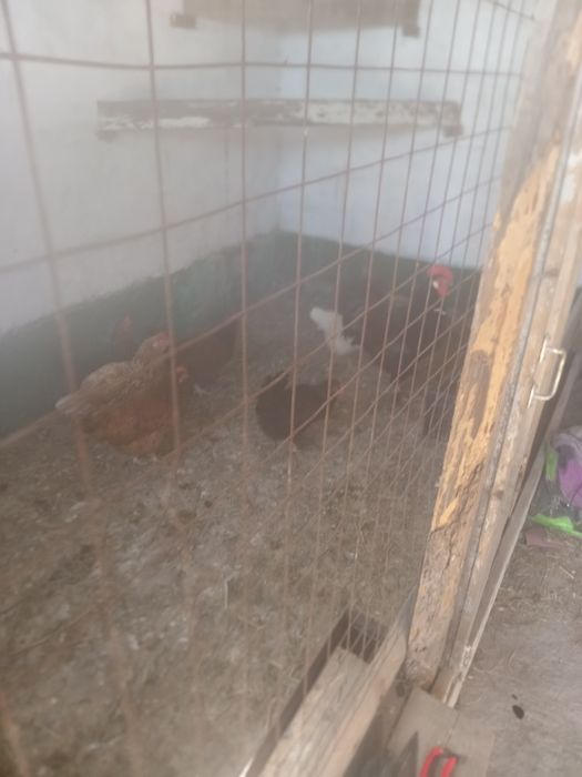Продам петуха и кур