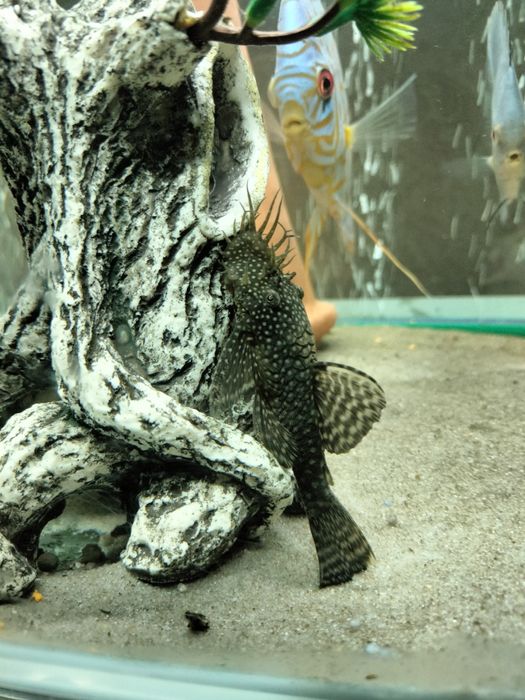 сомики антиструсы