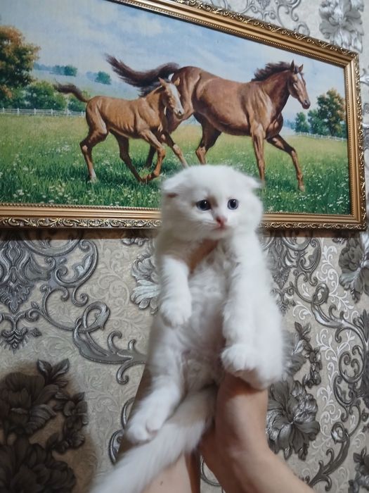 Срочно продаётся котёнок девочка