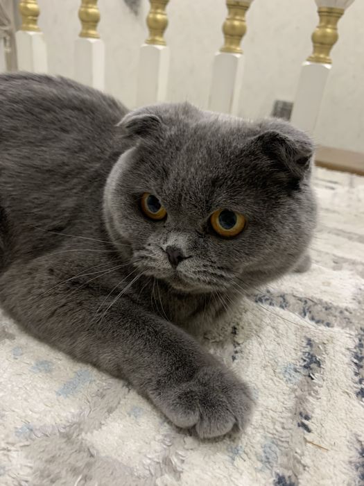 шотландская вислоухая кошка