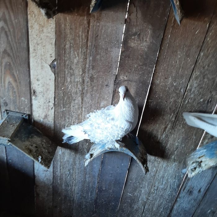 Femelă porumbel cret