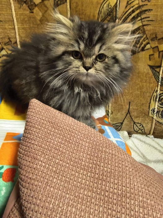 Персийско котенце