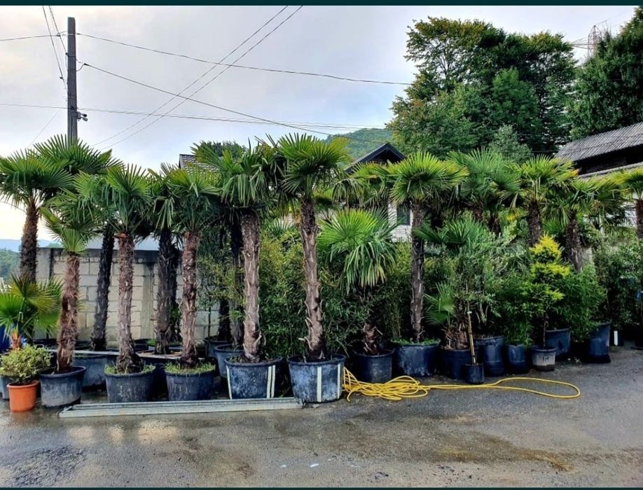 Vând palmieri trachycarpus fortunei rezistenți la îngheț