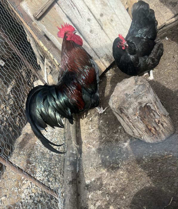 Vând pereche de găini schimb cu gainuse americane