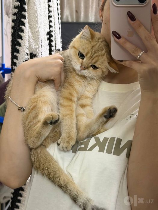 Продам в добрые руки кошку породы шиншилла