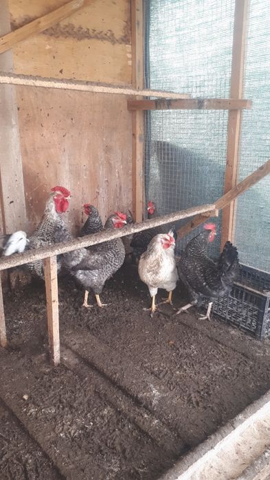 Куры домашние молодые