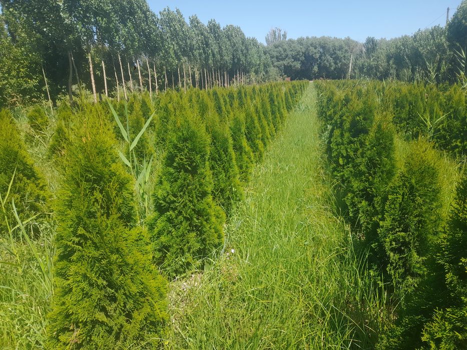 Смарагдта Местный и Самшиты оптом