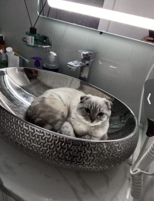 Вислоухий шотландец