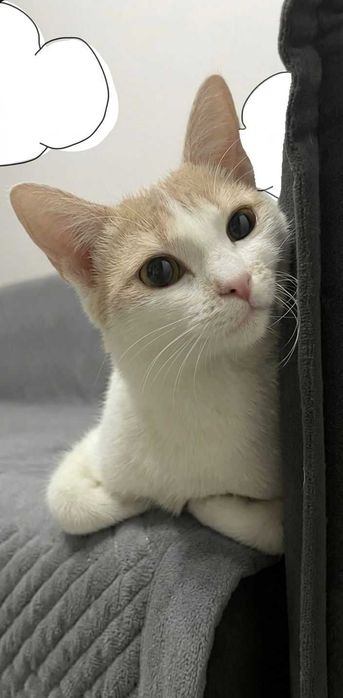 Отдам ласковую кошечку