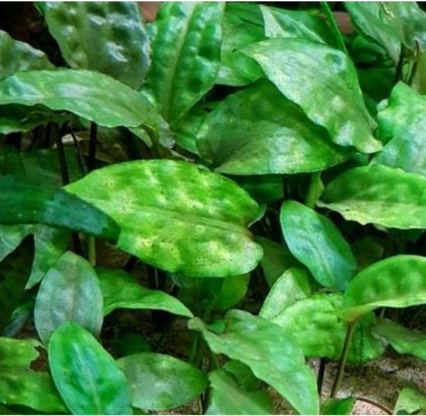 Криптокарина Понтедериеволистная