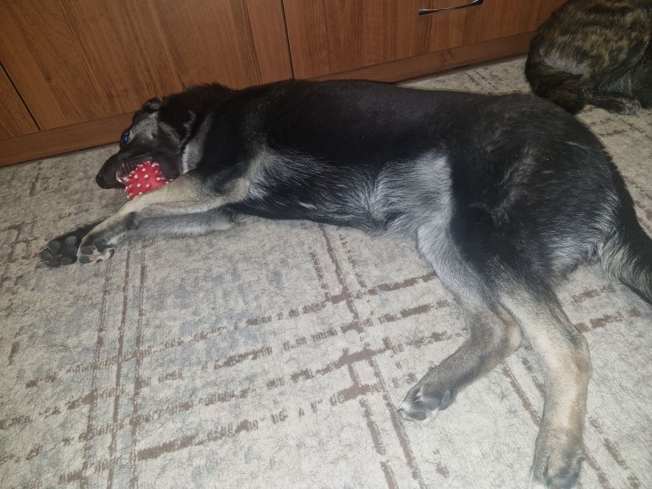 Щенок девочка 7 месяцев