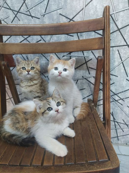 Срочна шотландский вислоухий и британский фолд