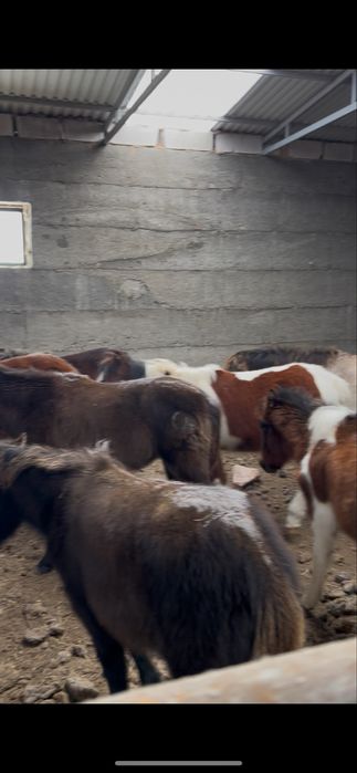 Жабағылар сатылады