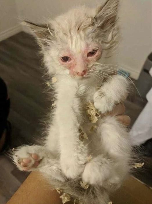 Помогите пожалуйста котёнку на лечения