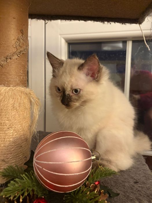 Котенца Рагдол-Ragdoll kittens