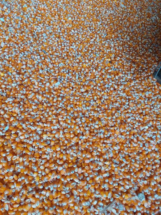 Porumb boabe sticlos 9590 pentru faina si furajer